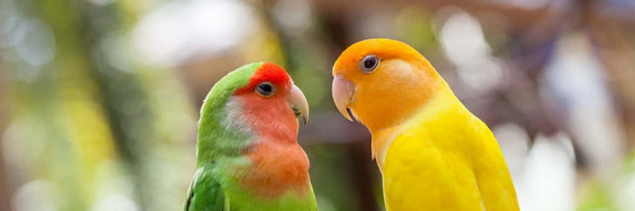 Cover image for post Carlos is daydreaming again...., by Groovington