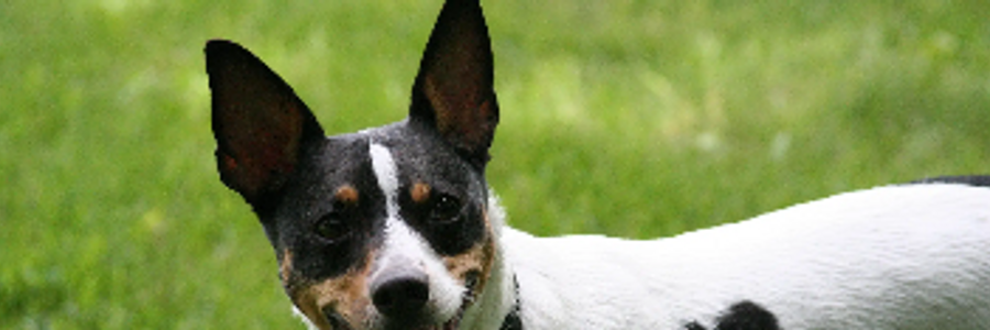 Cover image for post Cow-Dog, by AerynIAm