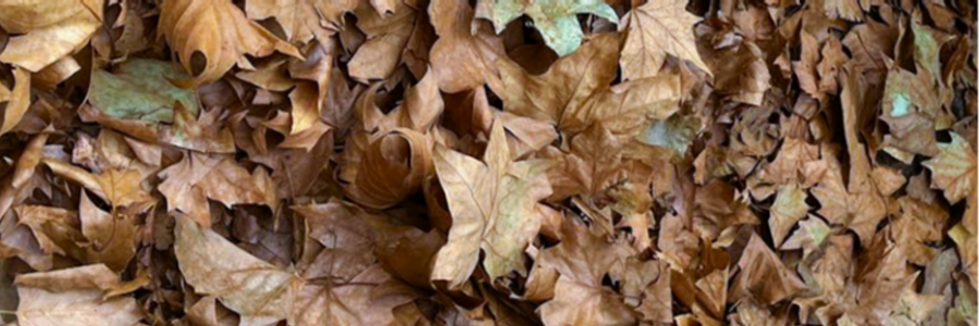 Cover image for post Withered Illusions, by CynthiaCalder