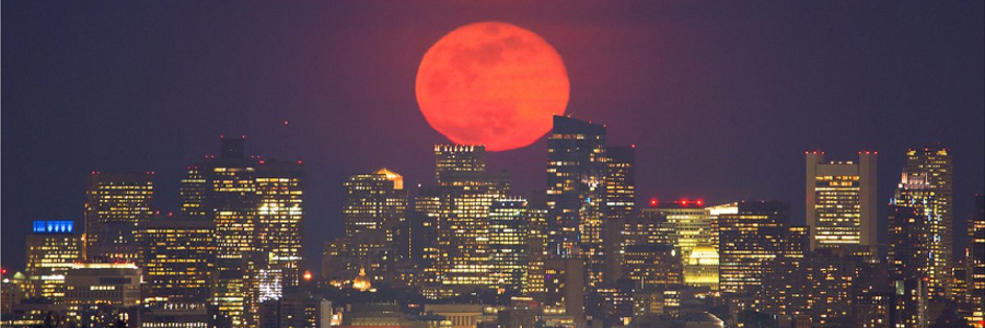 Cover image for post Hunt for the Nectarine
, by Bunny