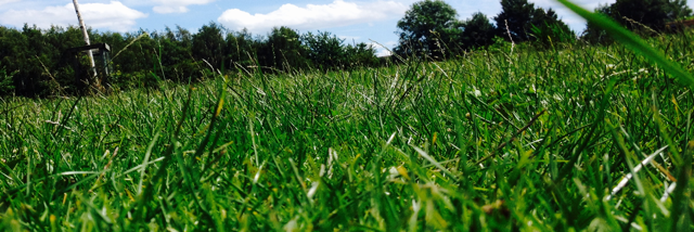 Cover image for post Picnic, by Bertie