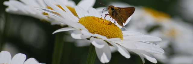 Cover image for post Forget the scent., by Caulerpa