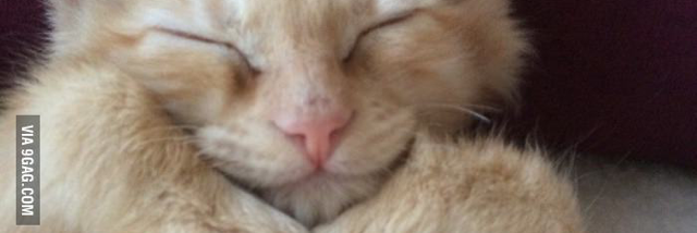 Cover image for post Thank you!, by Schrieben_Wulf