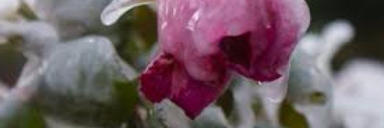 Cover image for post Spring Thaw, by sandflea68