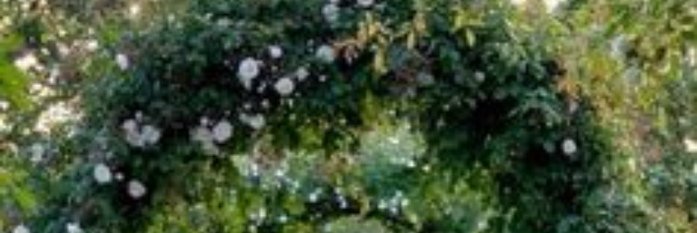 Cover image for post green soothing., by justTHINGS