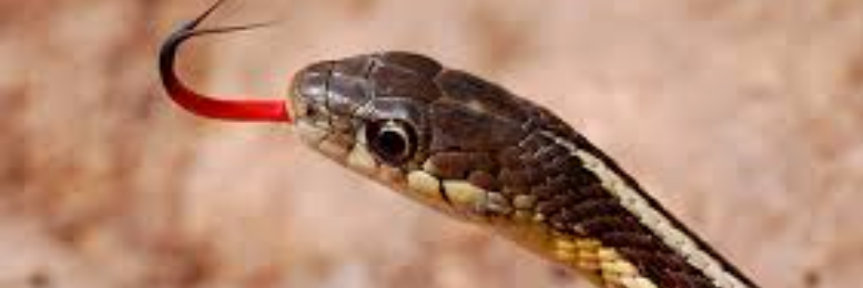 Cover image for post Forked Tongue, by sandflea68