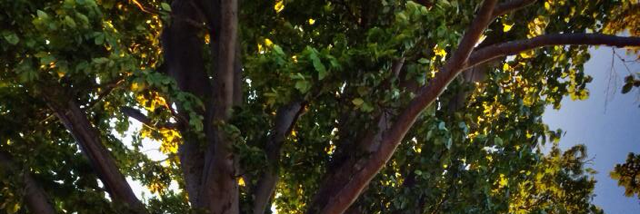 Cover image for post fall, by mtngirl