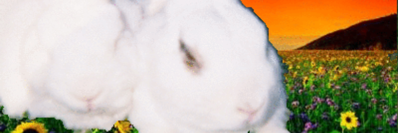 Cover image for post The Origin of the Langomorph, by SavannahRoxanne