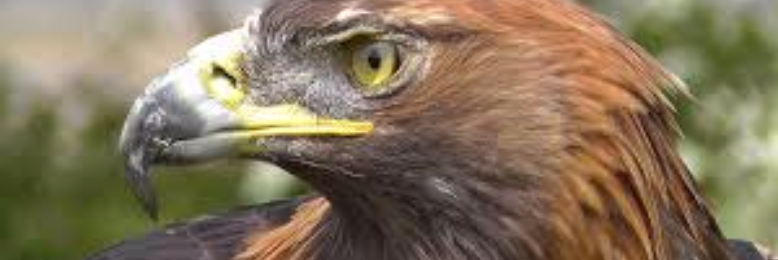 Cover image for post Whining Bird of Prey, by sandflea68