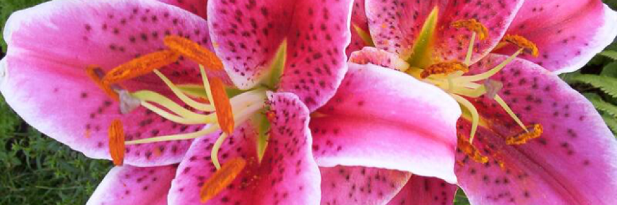 Cover image for post Summer love 1999, by 17