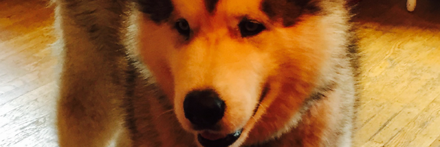 Cover image for post D.O.G, by Lolly