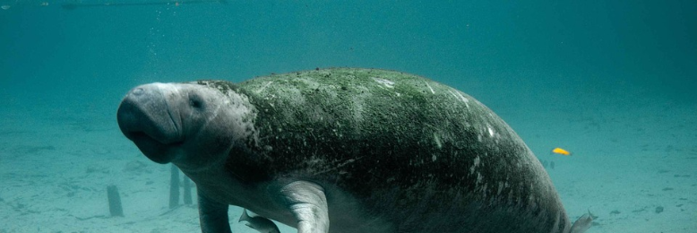 Cover image for post Trichechidae, by nfaulk6