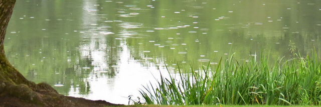 Cover image for post Haiku, by Gracie