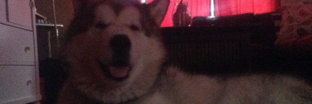 Cover image for post Rocky, by Isa