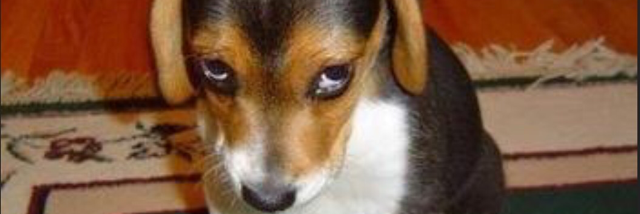 Cover image for post My Pet, by Yowwa