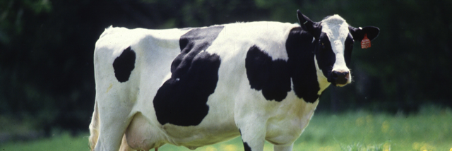 Cover image for post Love is a Cow, by InvisibleInk