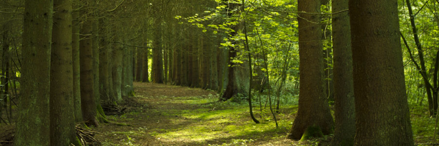 Cover image for post To be,, by Jessicafawn