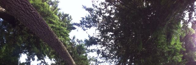 Cover image for post Every Forest, by StellarBee