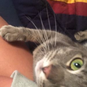 Profile avatar image for chickentenders