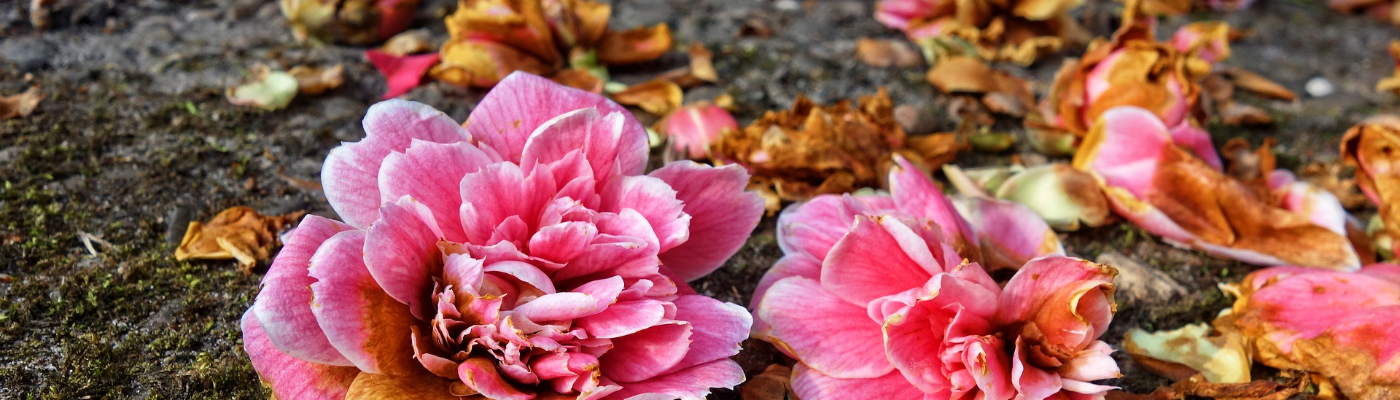 Profile banner image for thetenthmuse