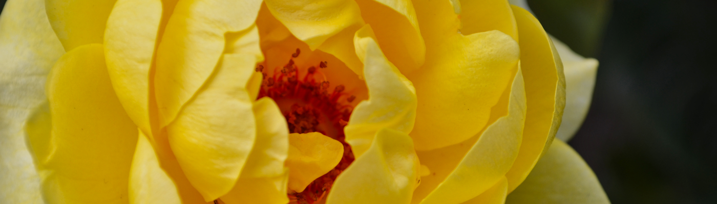 Profile banner image for sheriharper