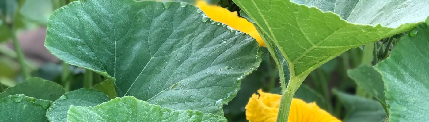 Profile banner image for AmandaLancaster