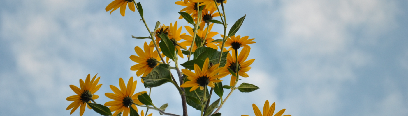 Profile banner image for HelenaTherese