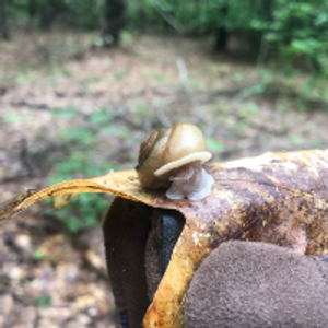 Profile avatar image for ladyfrocket