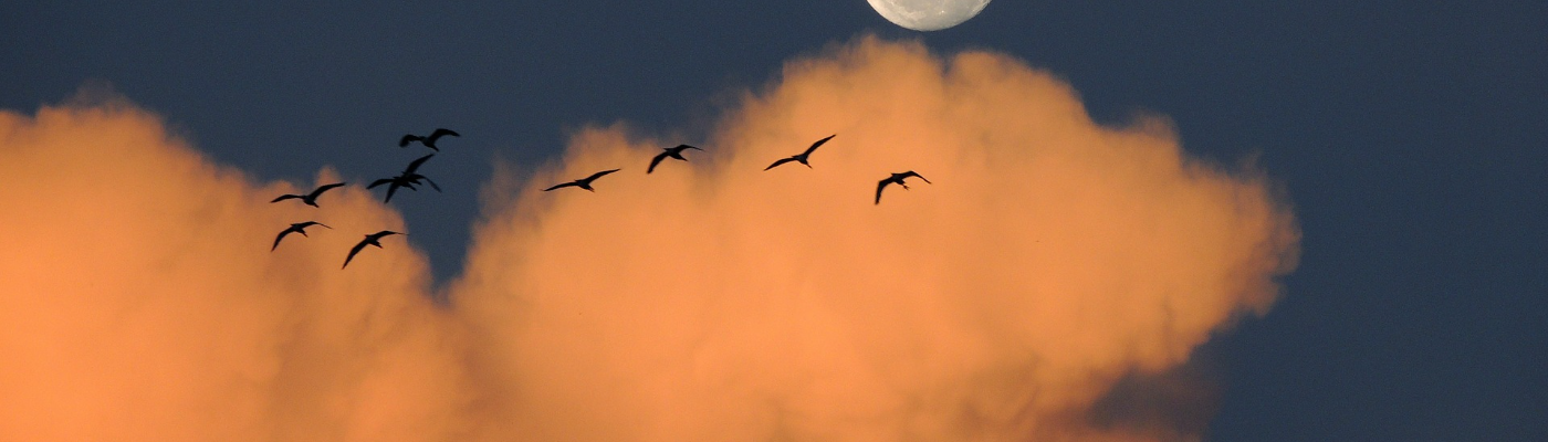 Profile banner image for Lioness_Rubies