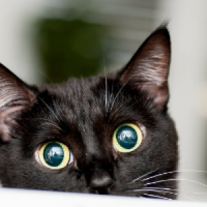 Profile avatar image for IkosOtherBFF