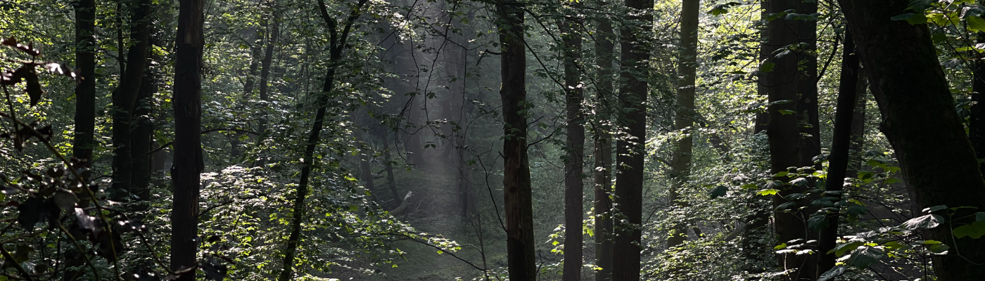 Profile banner image for Rob_Lee