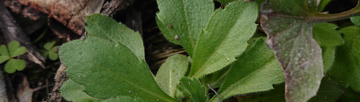 Profile banner image for MaherAli