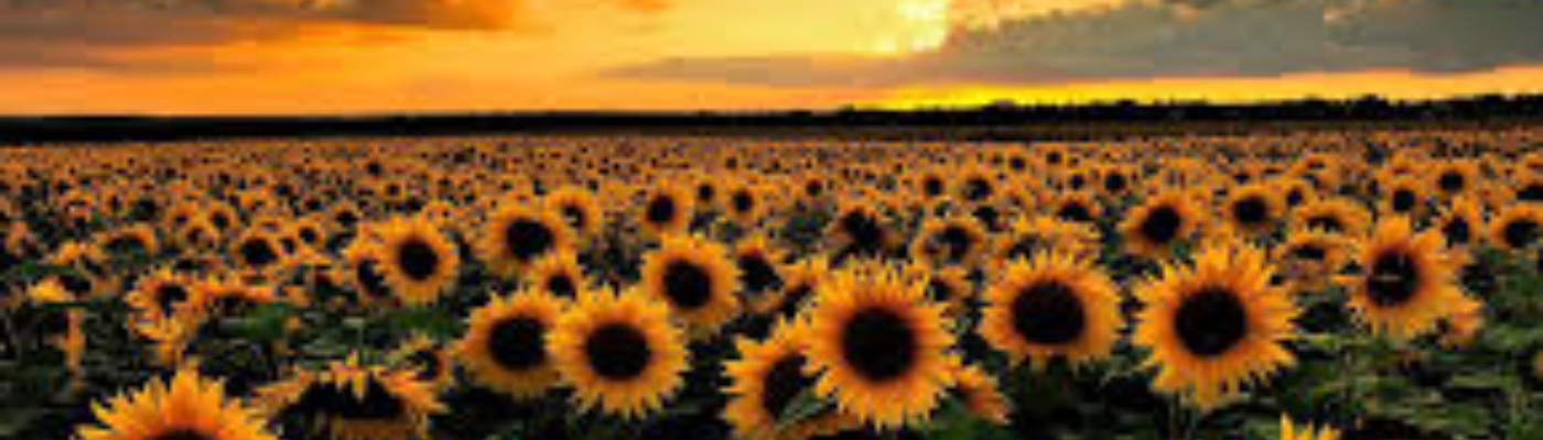 Profile banner image for Shay1308