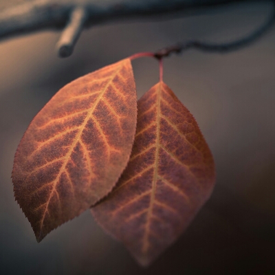 Profile avatar image for rustingates