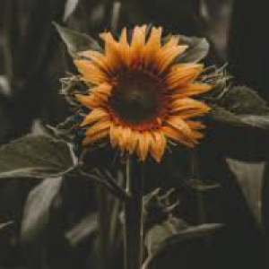 Profile avatar image for SunflowersWorld