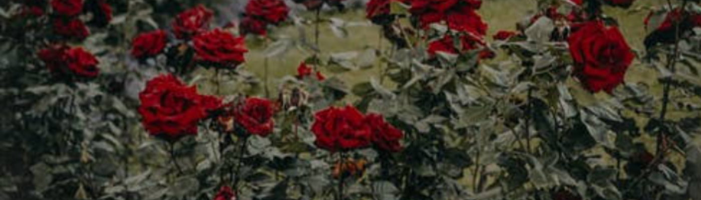 Profile banner image for Ruby9