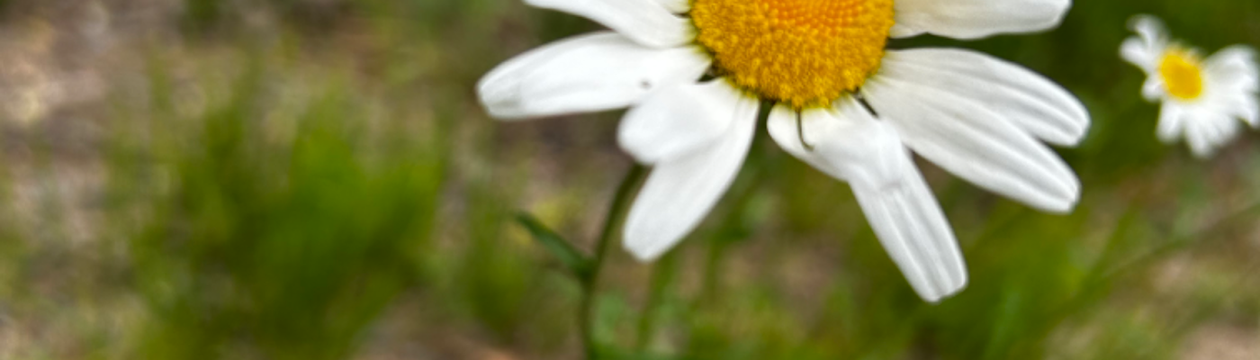 Profile banner image for booklover_2020