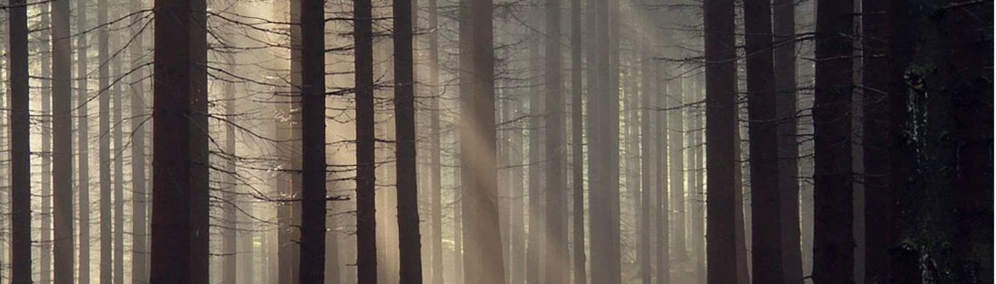 Profile banner image for OaKtree