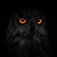 Profile avatar image for AngelRodrigues