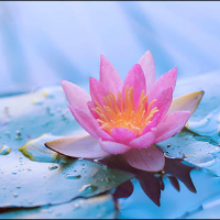 Profile avatar image for Lilymu89