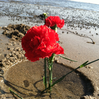 Profile avatar image for Sohani