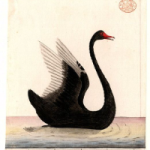 Profile avatar image for swan