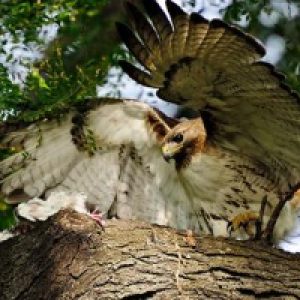 Profile avatar image for Hawkluck