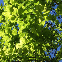 Profile avatar image for Hlore42