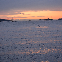 Profile avatar image for Paniz