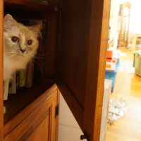 Profile avatar image for snowcrystal42