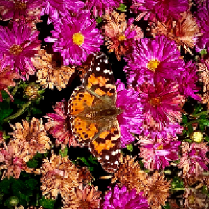 Profile avatar image for HWilson