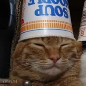 Profile avatar image for blobfish