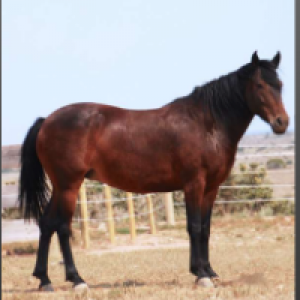 Profile avatar image for WillowStar