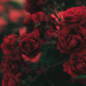 Profile avatar image for kaitlynmiles